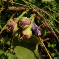 Ipomoea asarifolia (Desr.) Roem. & Schult.